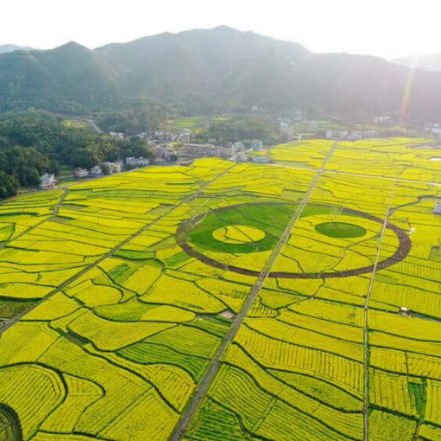 乡村振兴战略背景下数字乡村建设存在的问题[2]