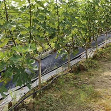 果树种植中的水肥一体化技术方案